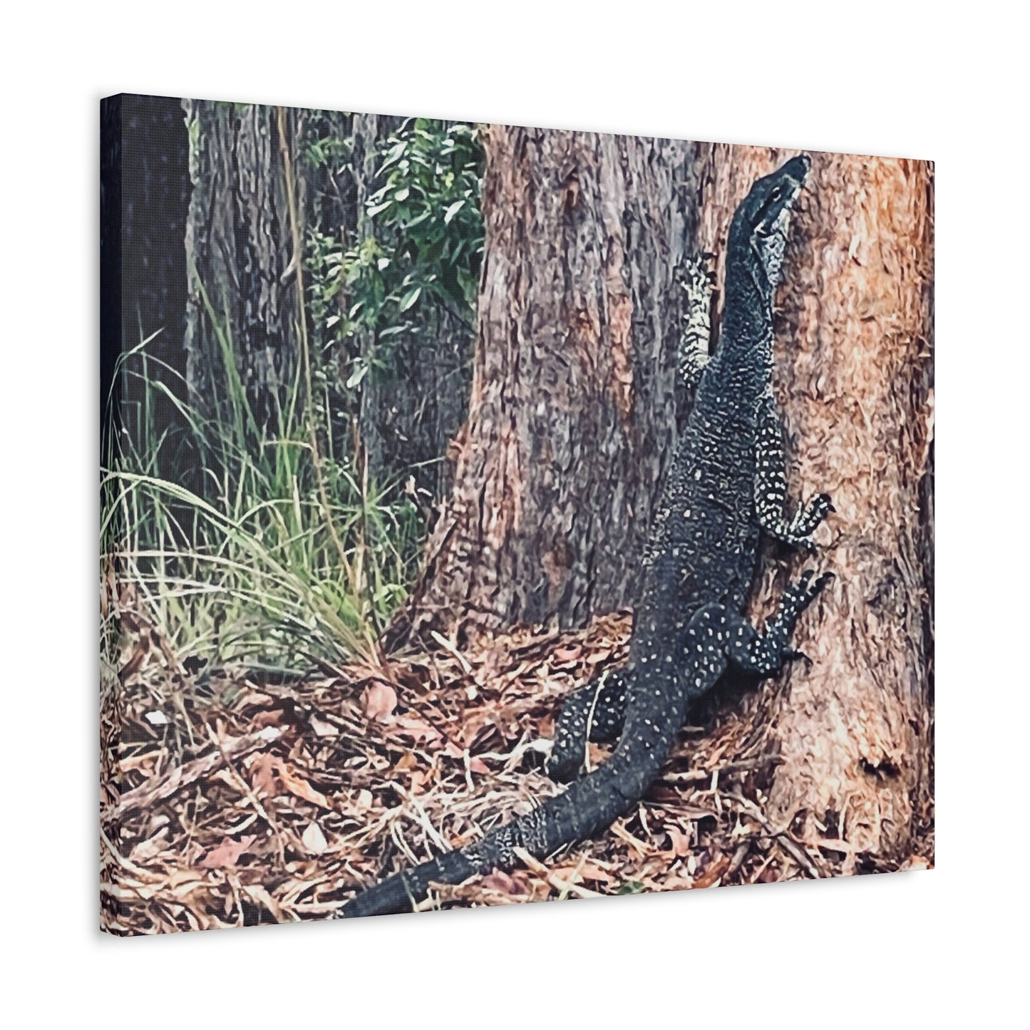 Escape Artist Print on Canvas on Stretched Canvas