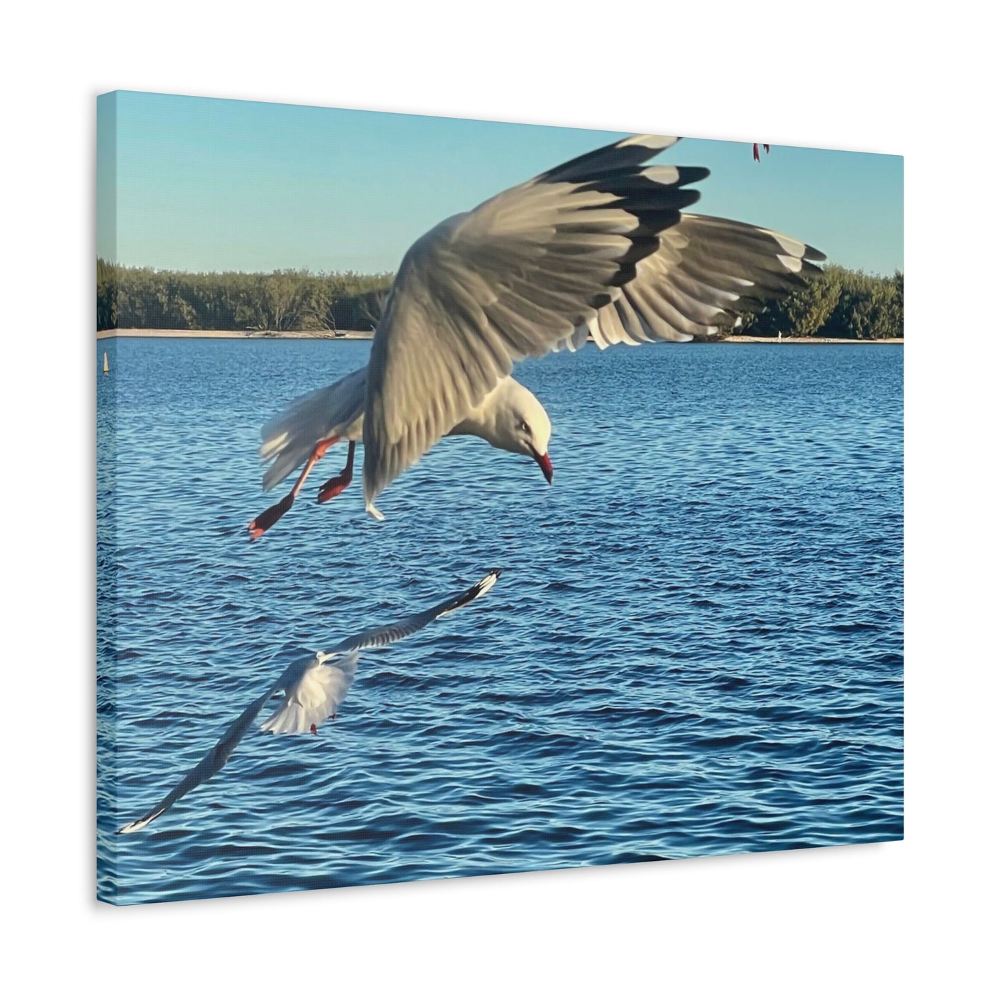 In Flight Print on Canvas on Stretched Canvas