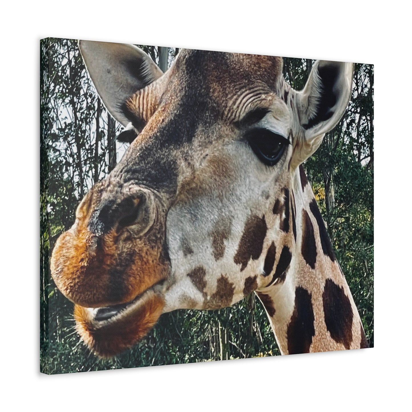 Giraffe Print on Canvas on Stretched Canvas