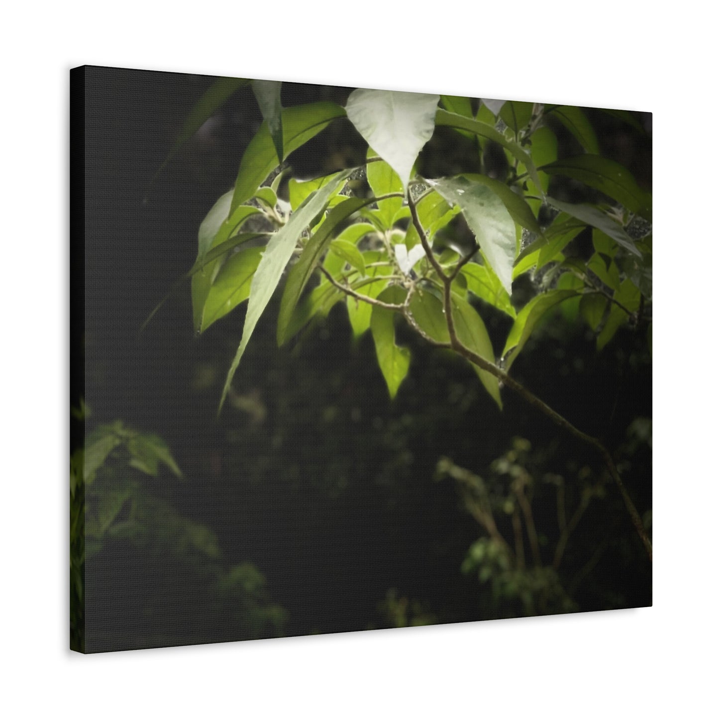 Storm Sunlight Print on Canvas on Stretched Canvas