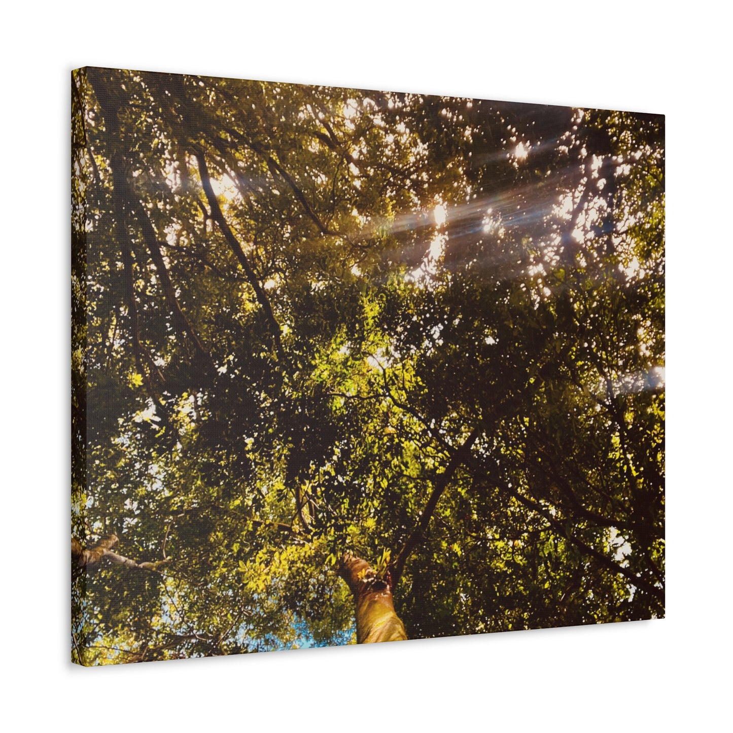 Sunlight Canopy Print on Canvas on Stretched Canvas