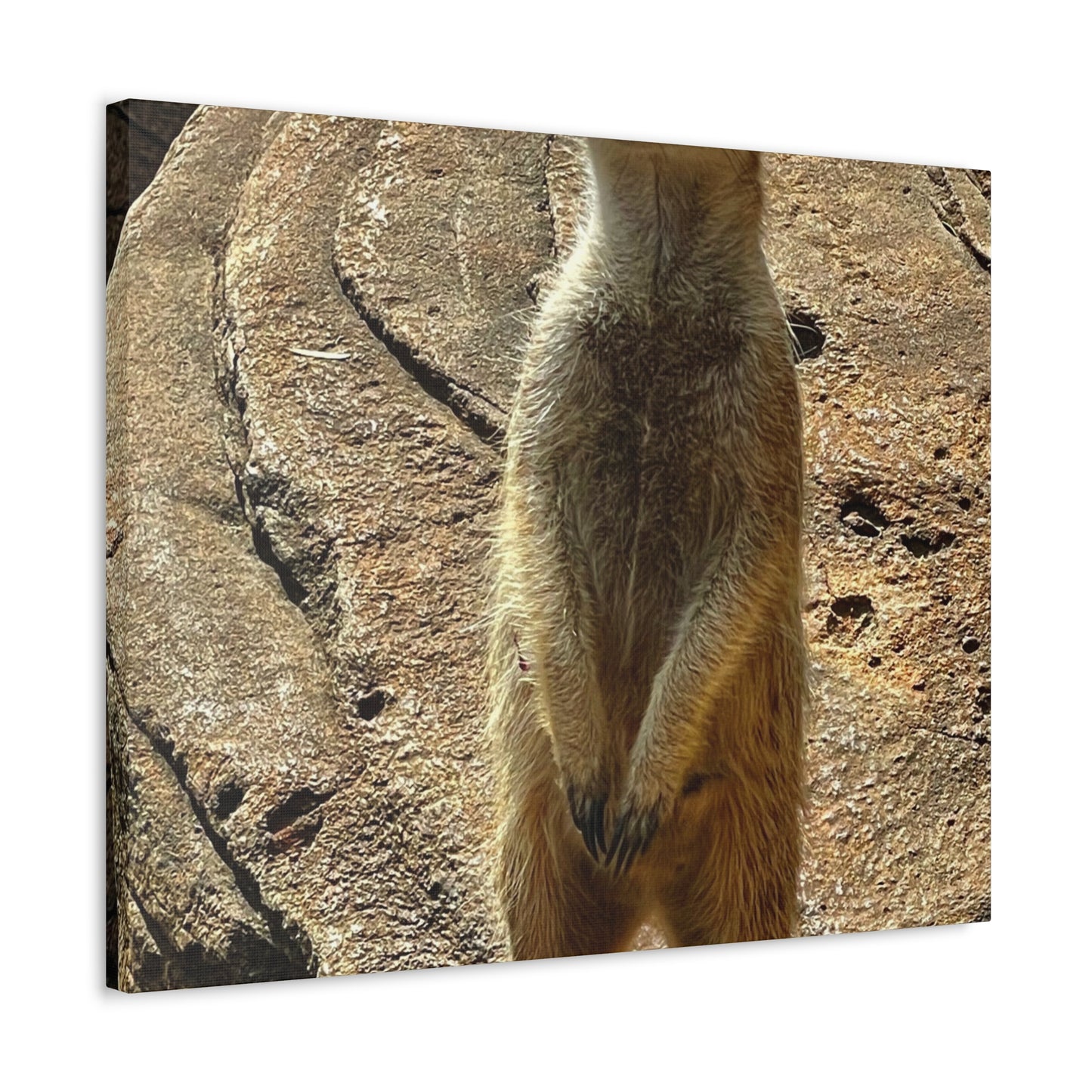 MeerKat Print on Canvas on Stretched Canvas