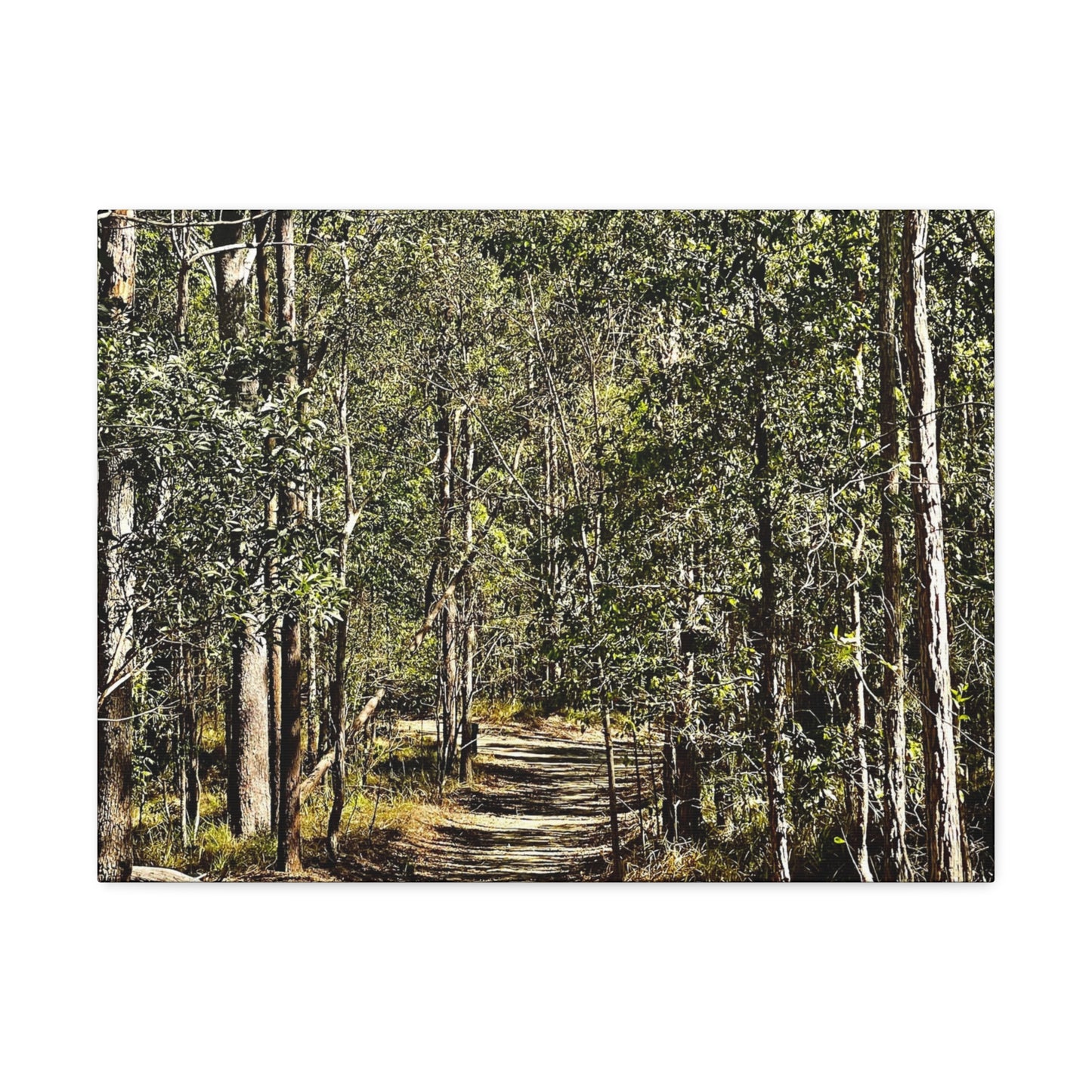 Forest Walk Print on Canvas on Stretched Canvas