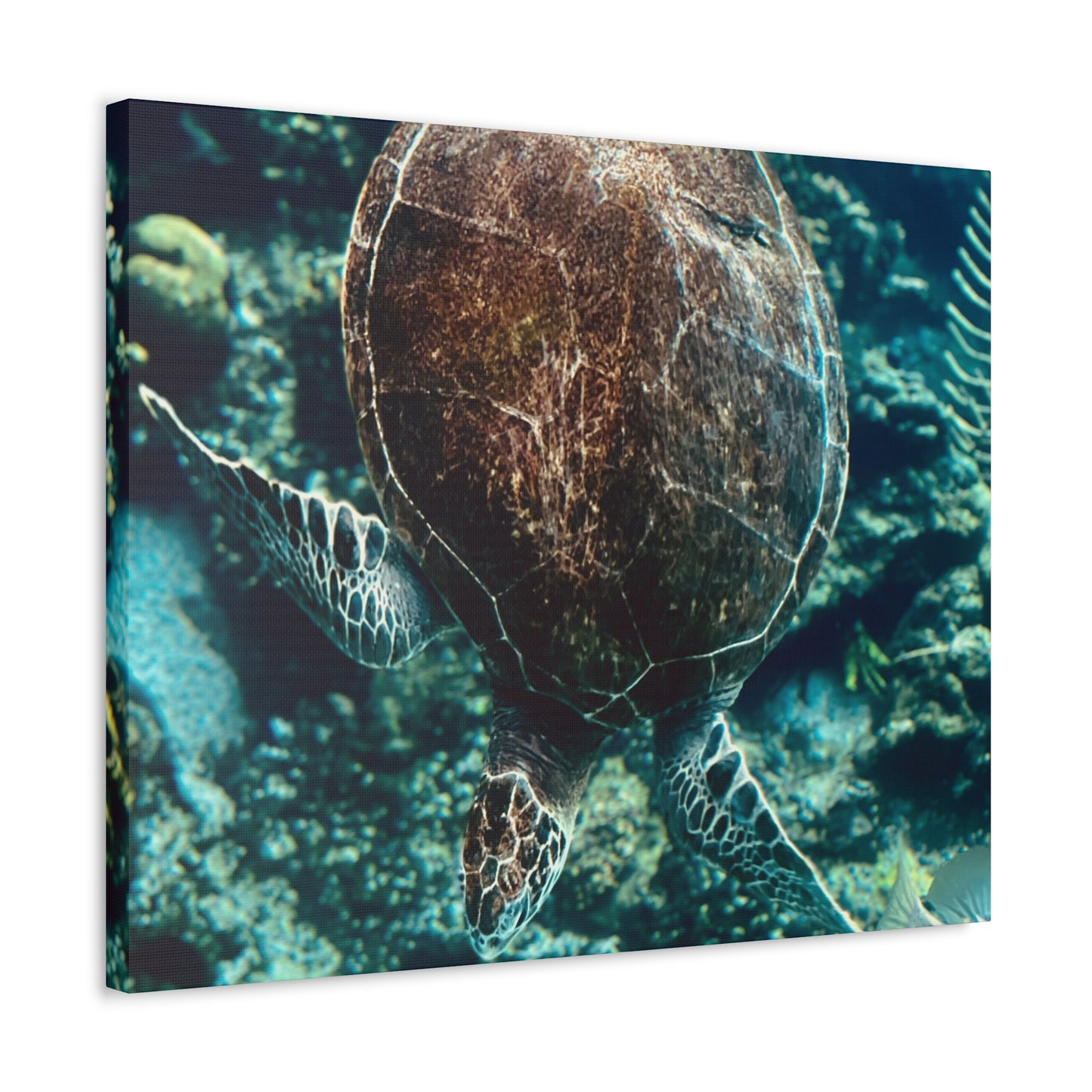 Turtle Print on Canvas on Stretched Canvas