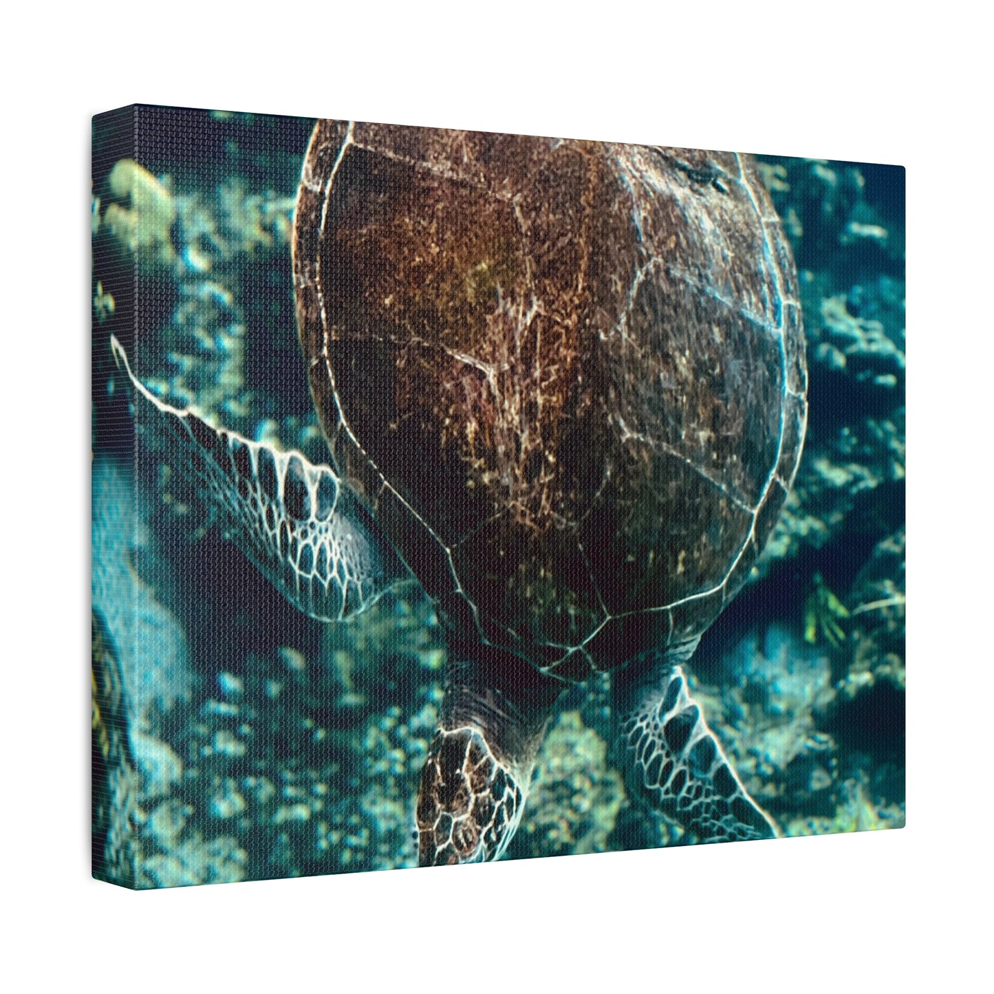 Turtle Print on Canvas on Stretched Canvas