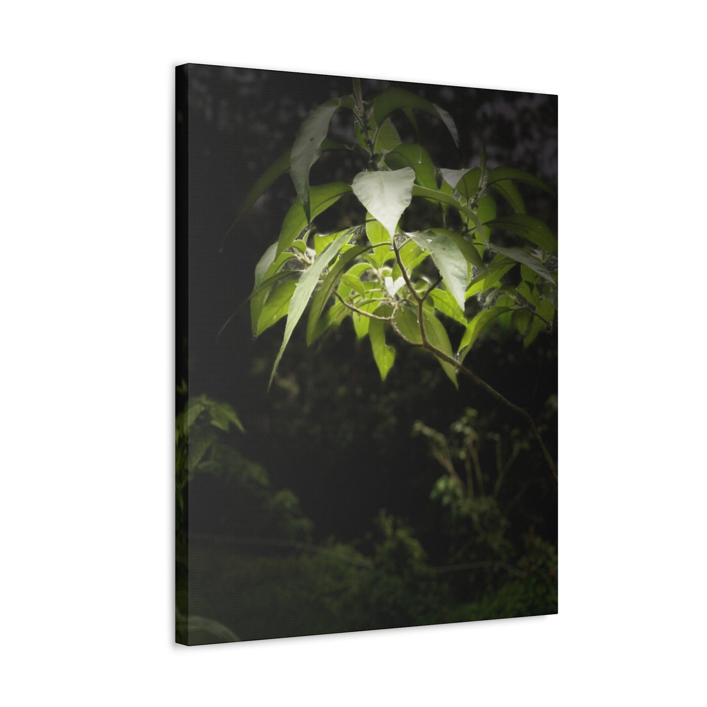 Storm Sunlight Print on Canvas on Stretched Canvas