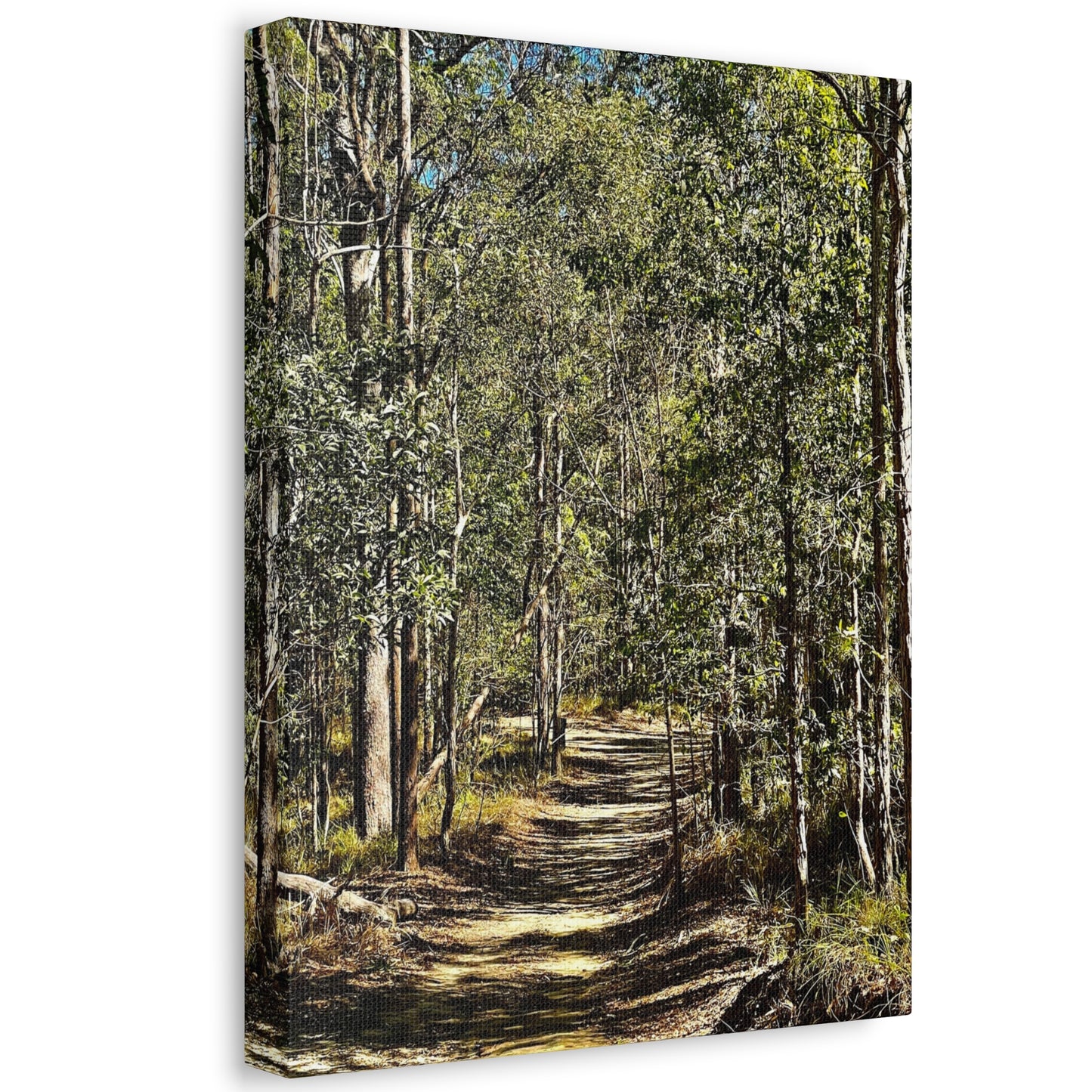 Forest Walk Print on Canvas on Stretched Canvas