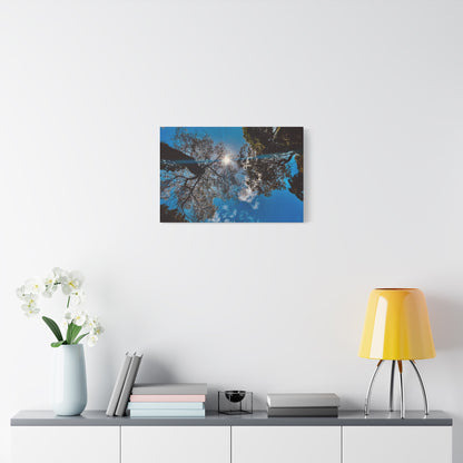 Sky Canopy Prints on Canvas