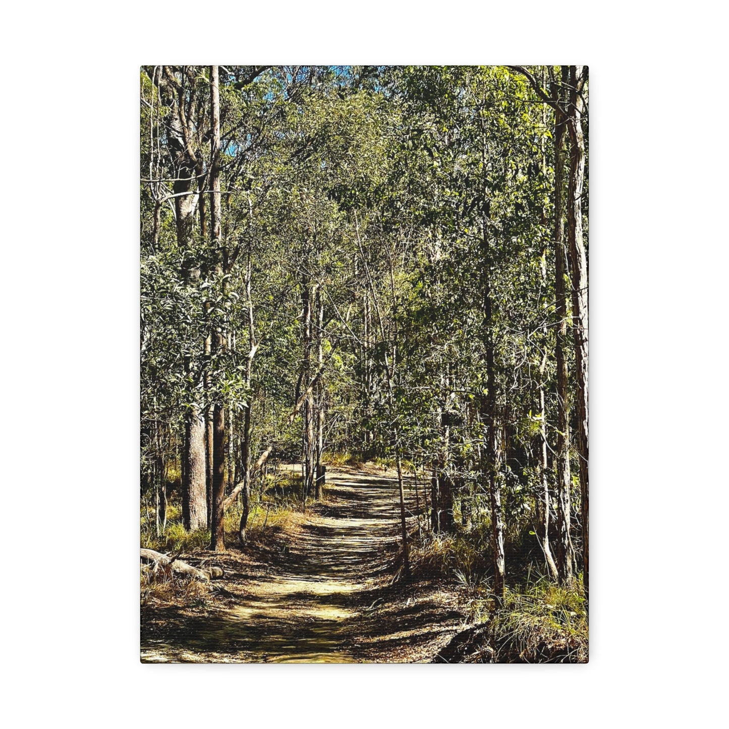 Forest Walk Print on Canvas on Stretched Canvas
