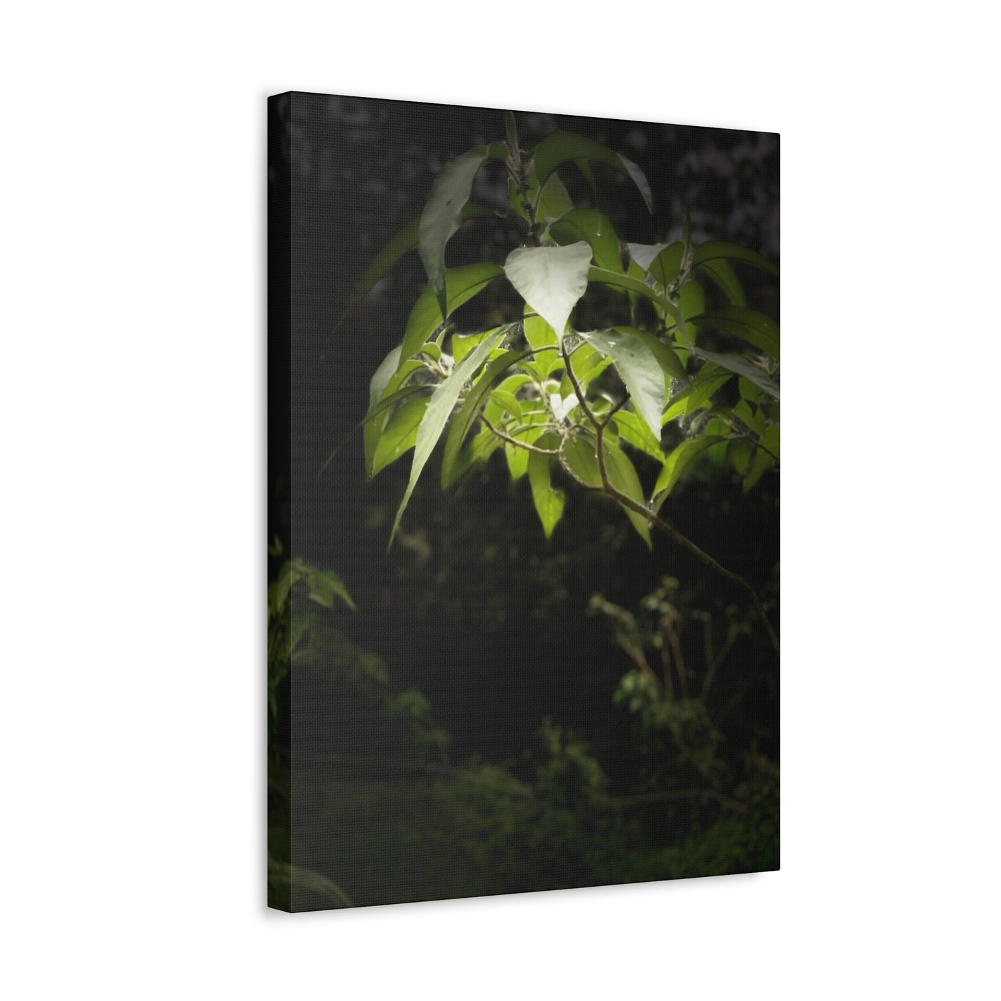 Storm Sunlight Print on Canvas on Stretched Canvas