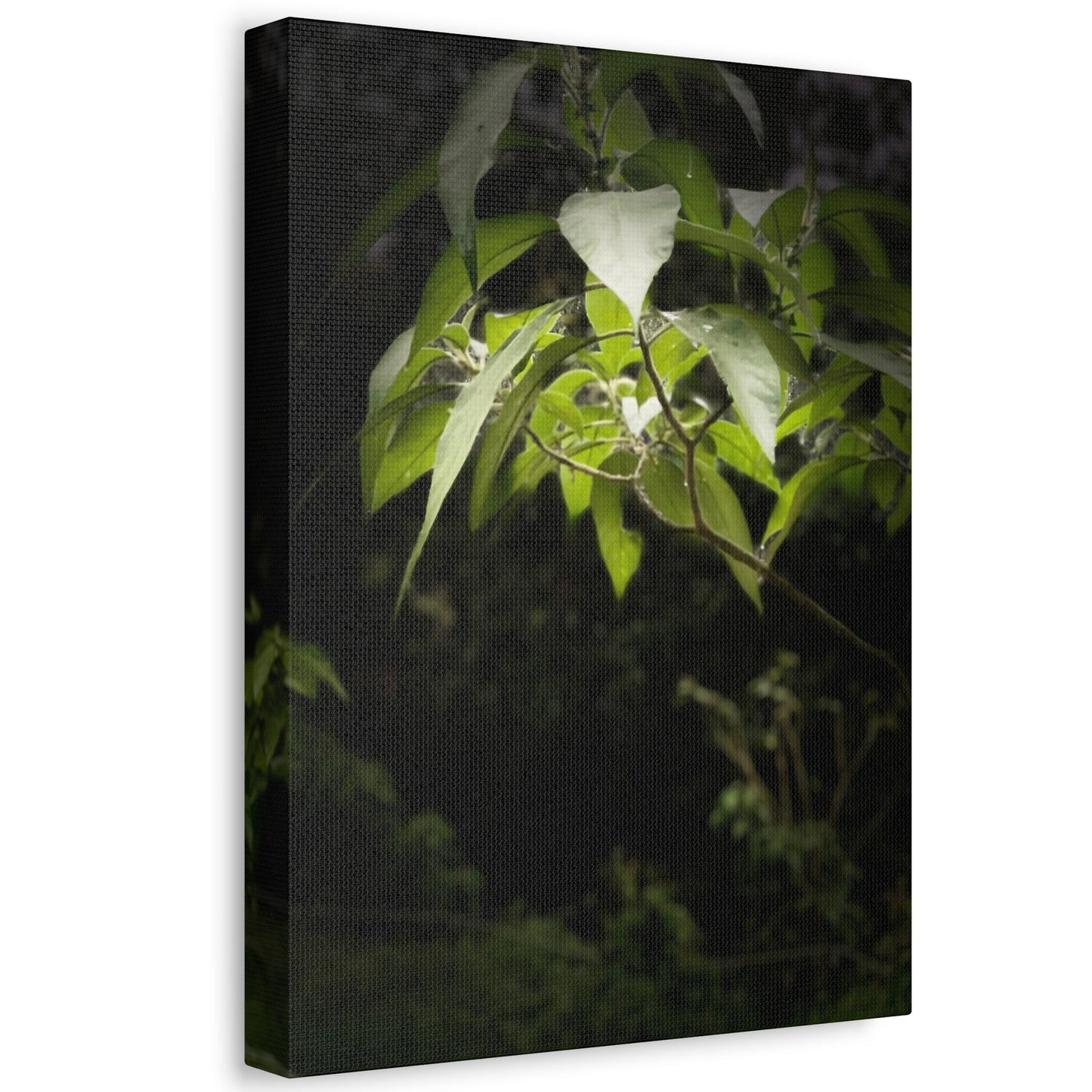 Storm Sunlight Print on Canvas on Stretched Canvas