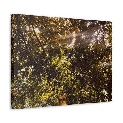 Sunlight Canopy Print on Canvas on Stretched Canvas