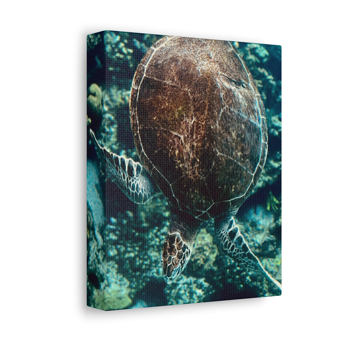 Turtle Print on Canvas on Stretched Canvas