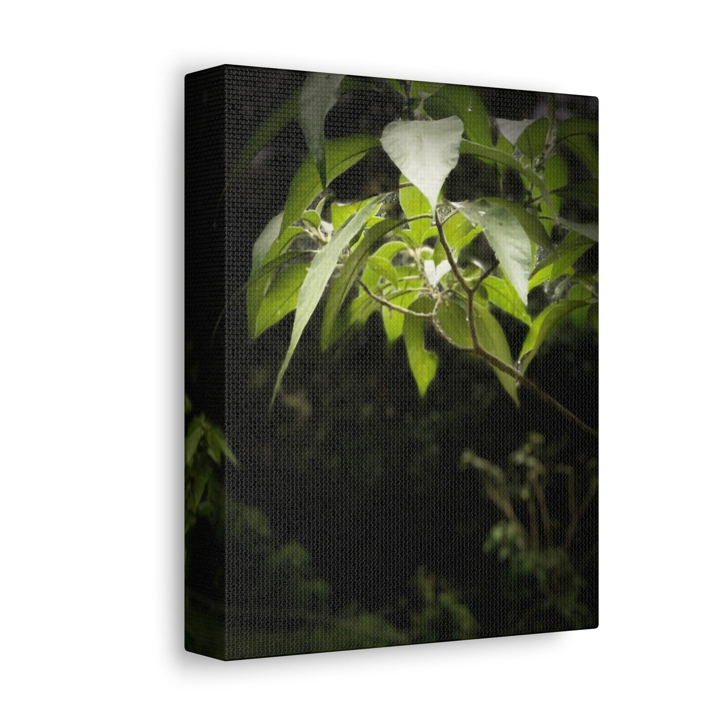 Storm Sunlight Print on Canvas on Stretched Canvas