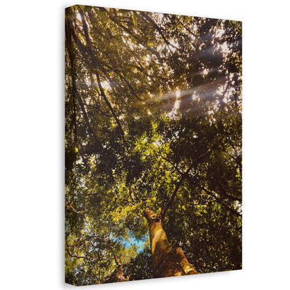 Sunlight Canopy Print on Canvas on Stretched Canvas