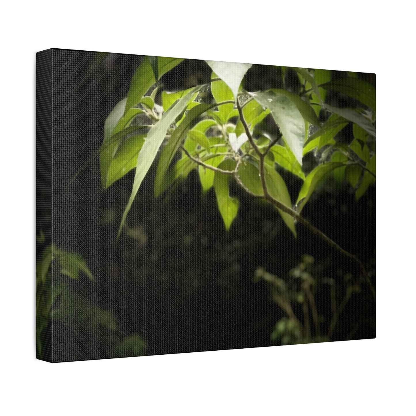 Storm Sunlight Print on Canvas on Stretched Canvas