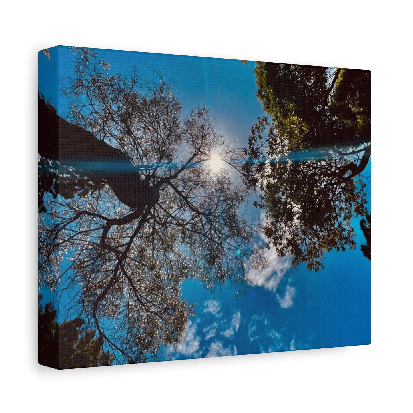 Sky Canopy Prints on Canvas