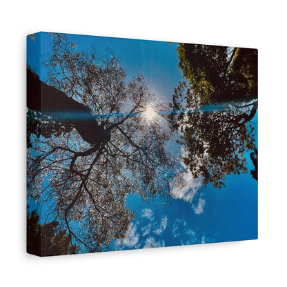 Sky Canopy Prints on Canvas