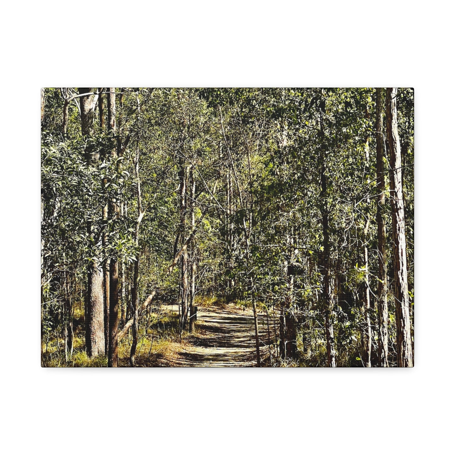 Forest Walk Print on Canvas on Stretched Canvas