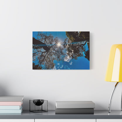 Sky Canopy Prints on Canvas