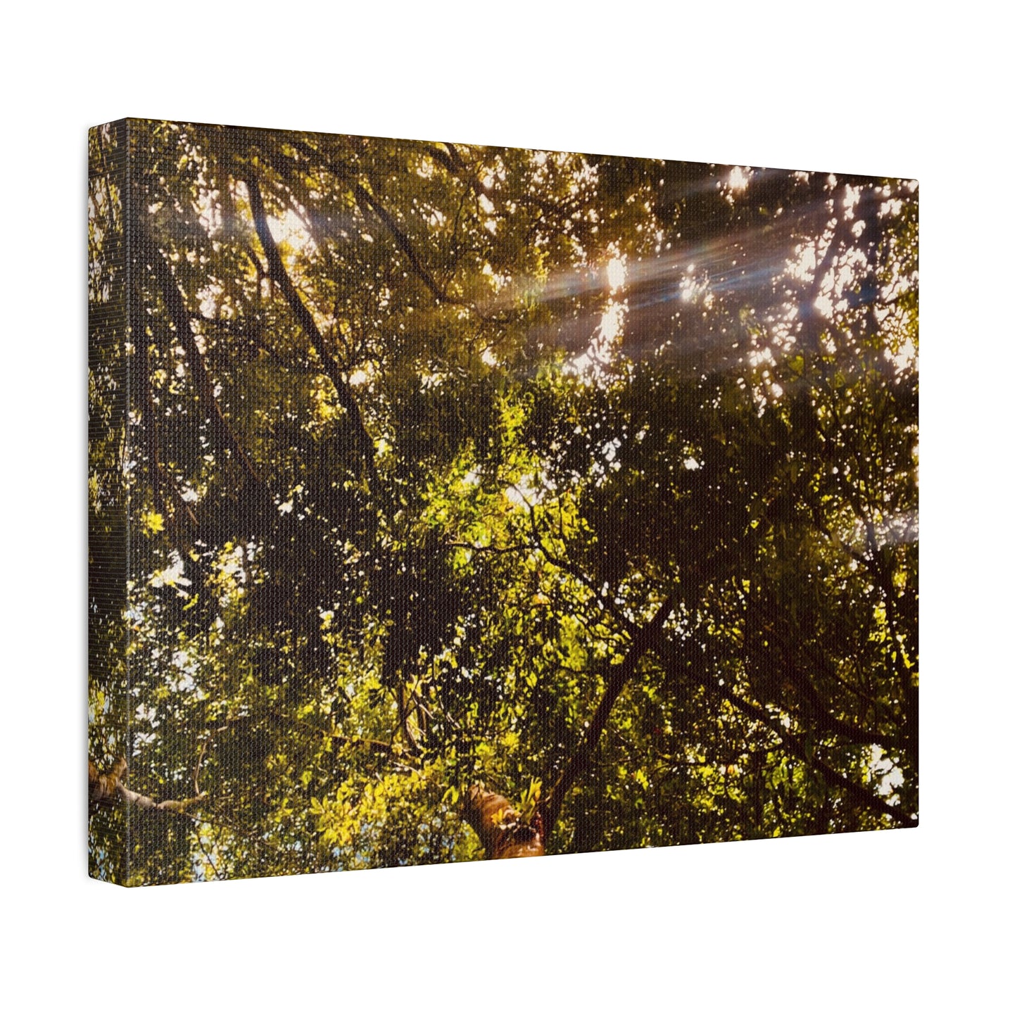 Sunlight Canopy Print on Canvas on Stretched Canvas