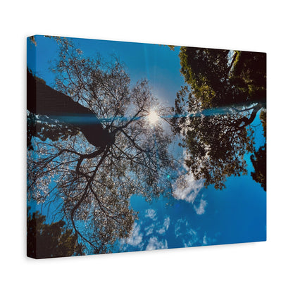 Sky Canopy Prints on Canvas