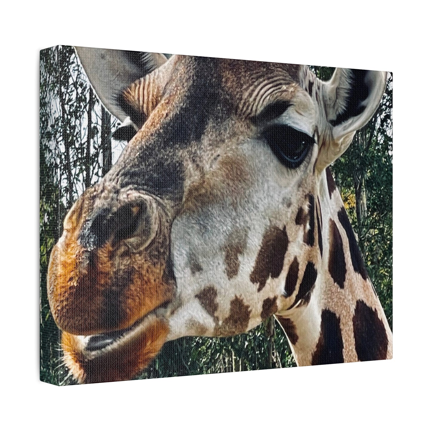 Giraffe Print on Canvas on Stretched Canvas