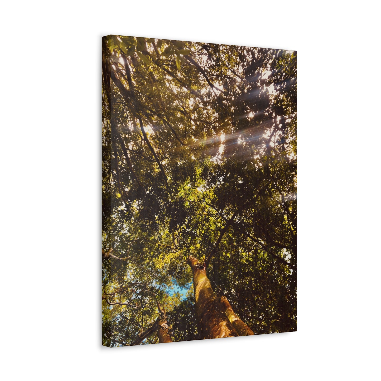 Sunlight Canopy Print on Canvas on Stretched Canvas