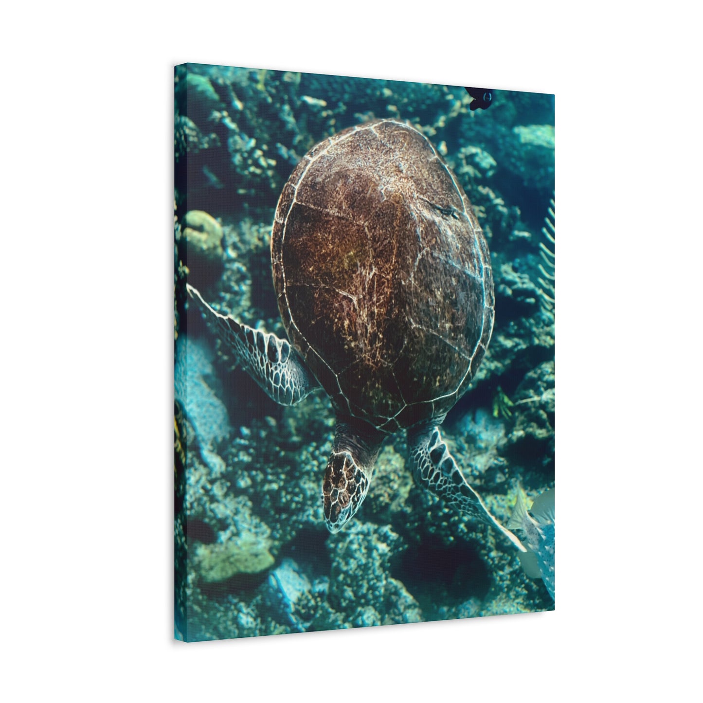 Turtle Print on Canvas on Stretched Canvas