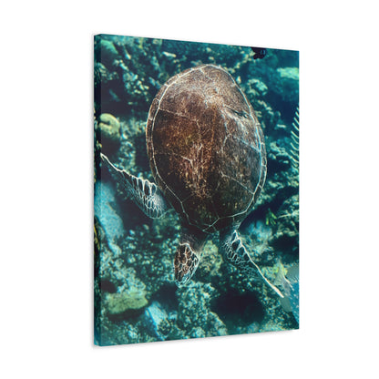 Turtle Print on Canvas on Stretched Canvas