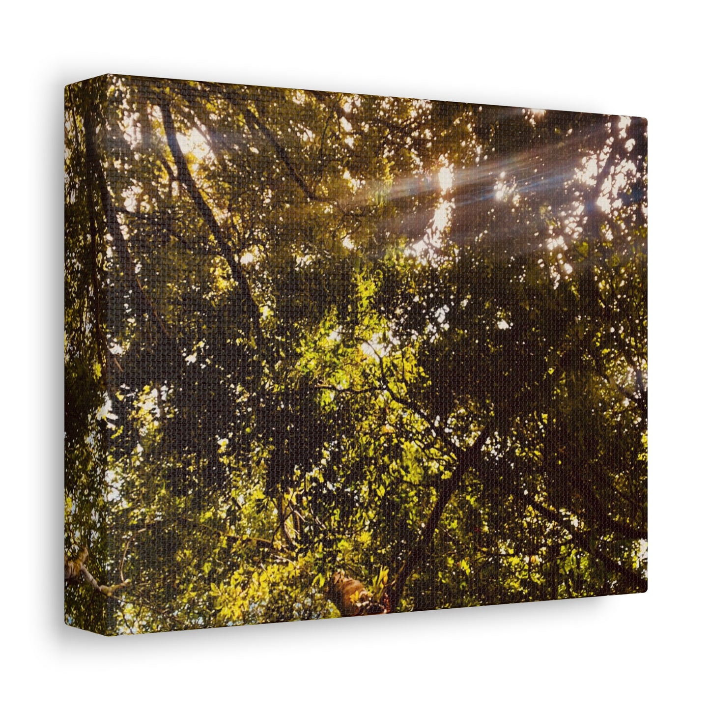Sunlight Canopy Print on Canvas on Stretched Canvas
