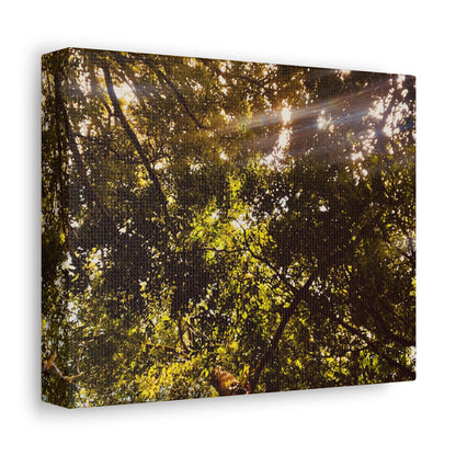 Sunlight Canopy Print on Canvas on Stretched Canvas