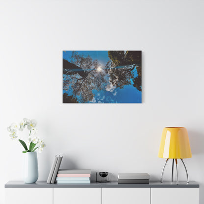 Sky Canopy Prints on Canvas