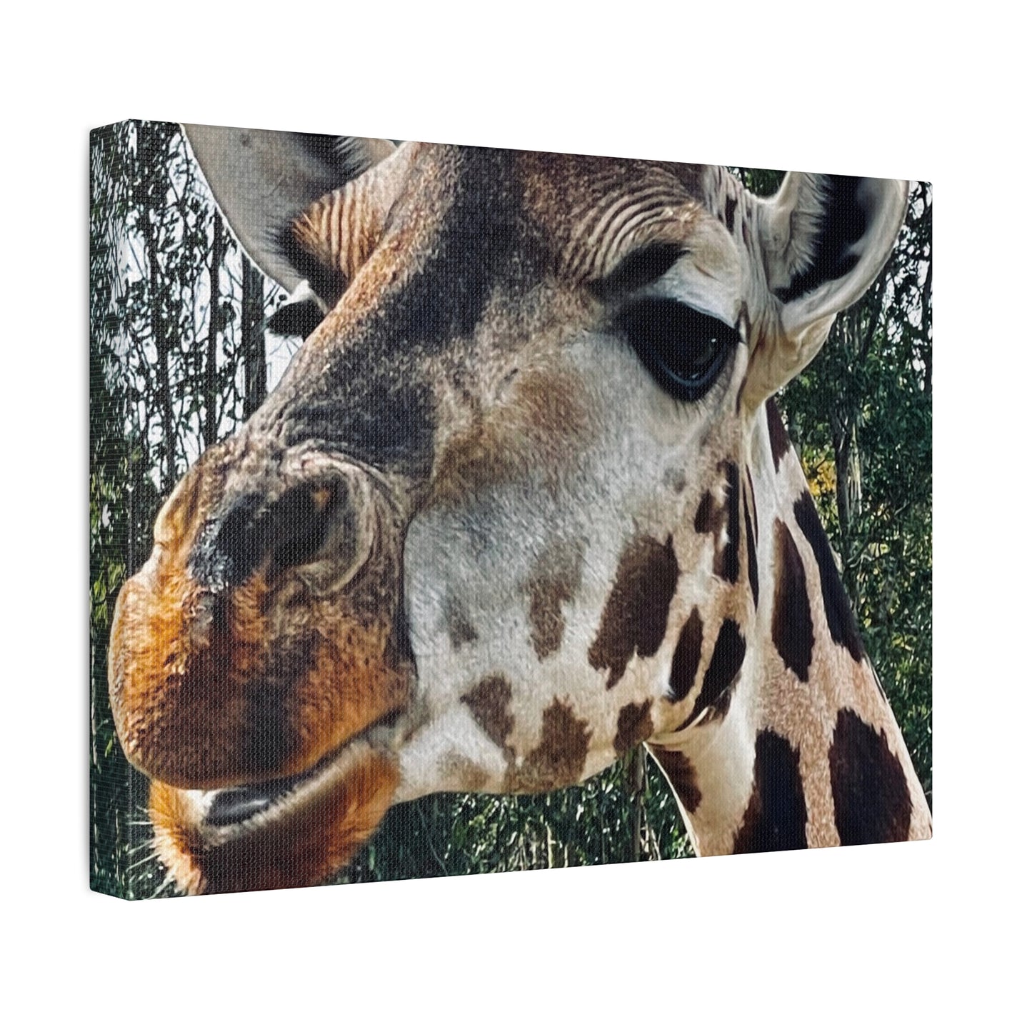 Giraffe Print on Canvas on Stretched Canvas