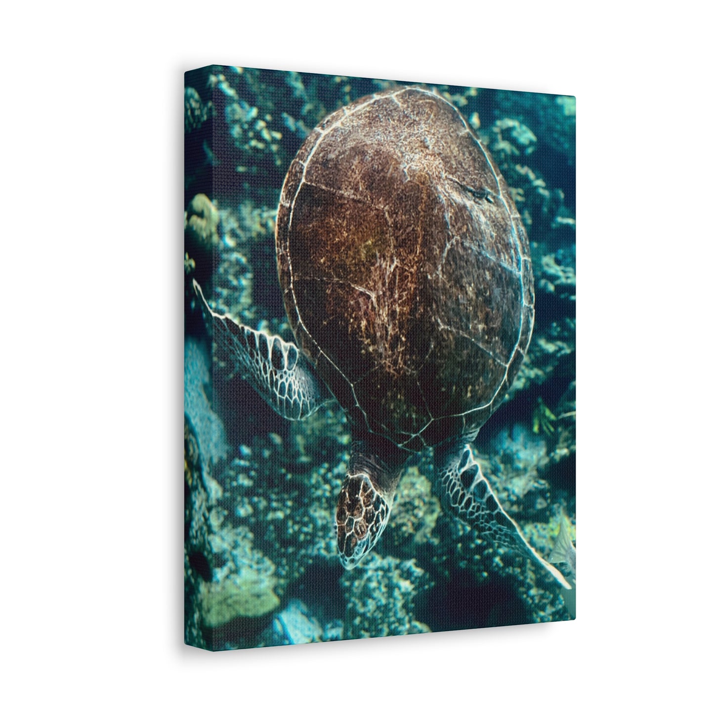 Turtle Print on Canvas on Stretched Canvas