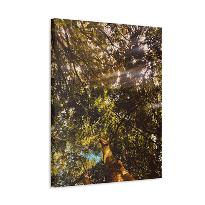 Sunlight Canopy Print on Canvas on Stretched Canvas