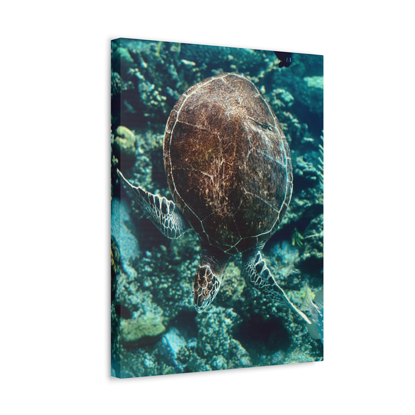 Turtle Print on Canvas on Stretched Canvas