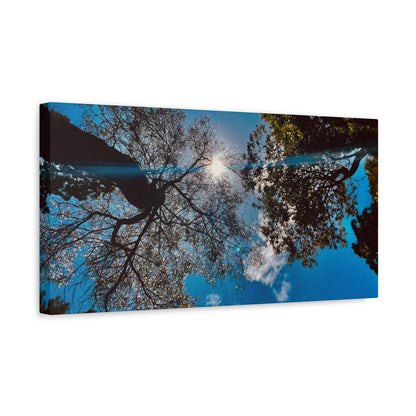 Sky Canopy Prints on Canvas