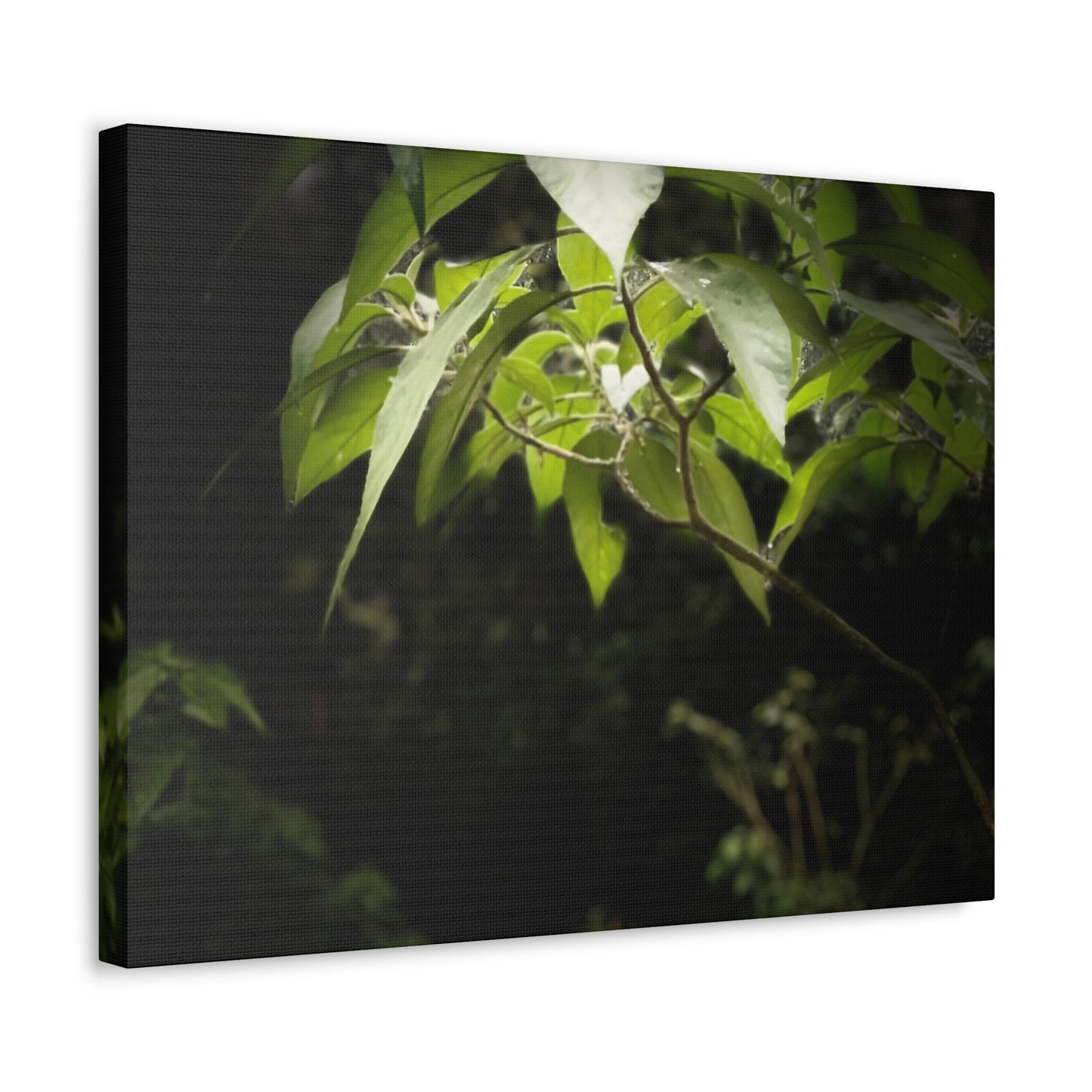 Storm Sunlight Print on Canvas on Stretched Canvas