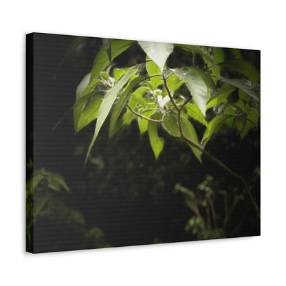 Storm Sunlight Print on Canvas on Stretched Canvas