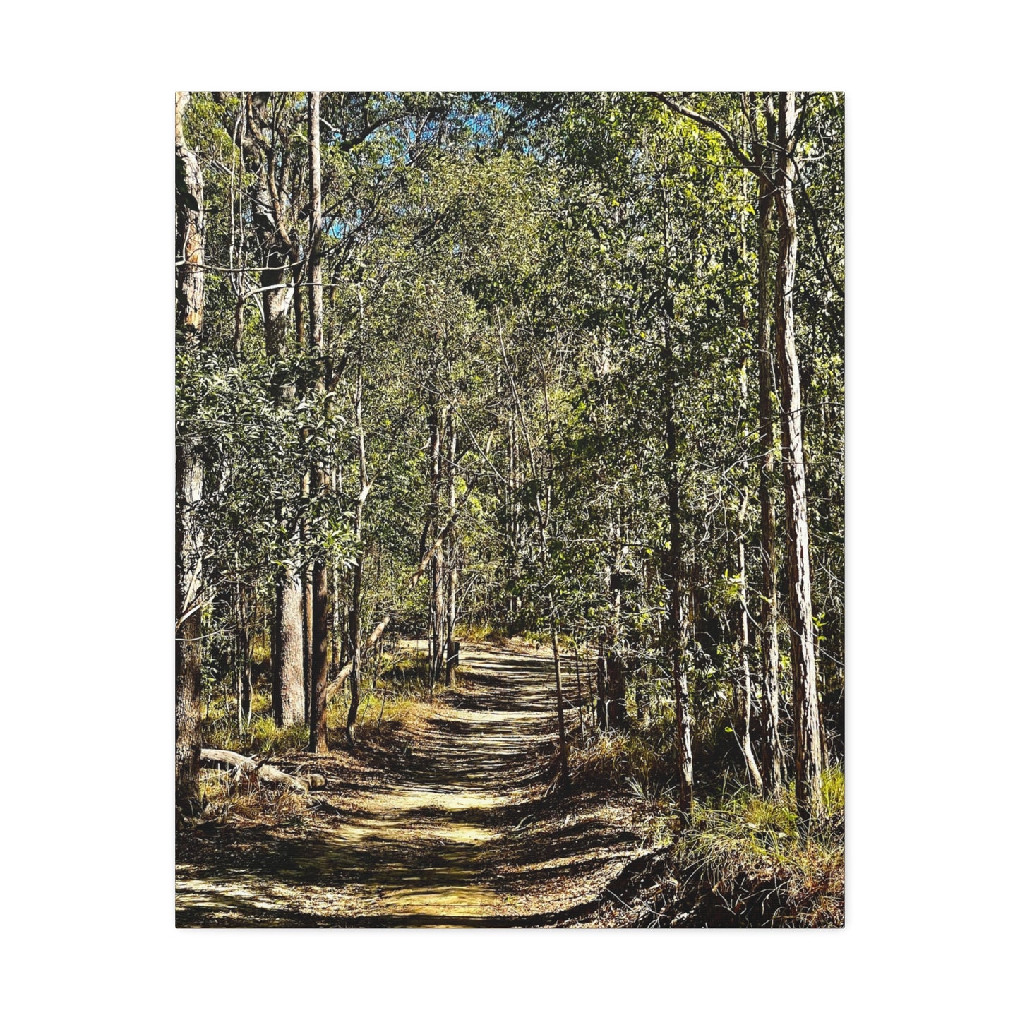 Forest Walk Print on Canvas on Stretched Canvas