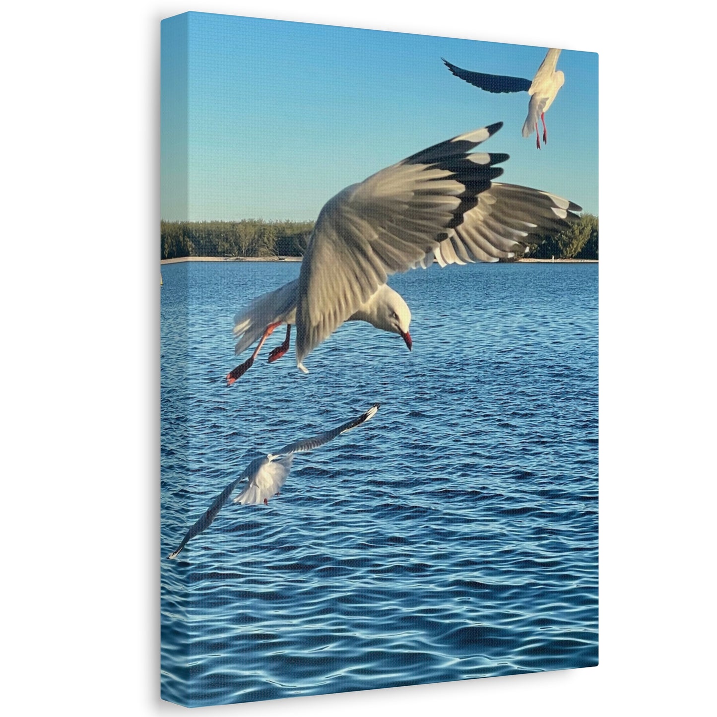 In Flight Print on Canvas on Stretched Canvas