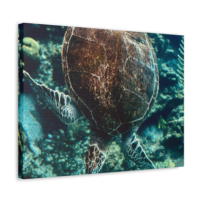 Turtle Print on Canvas on Stretched Canvas