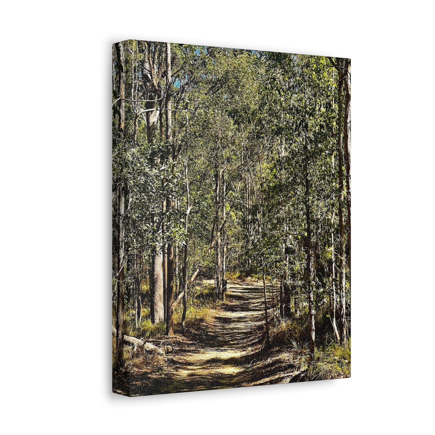 Forest Walk Print on Canvas on Stretched Canvas