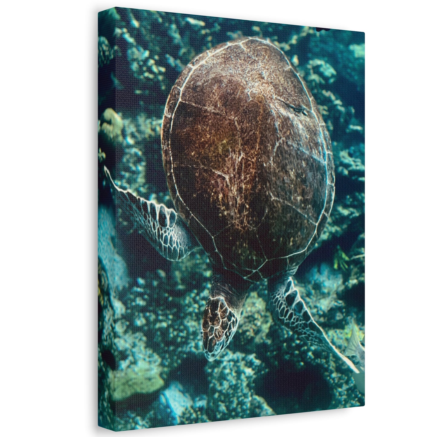 Turtle Print on Canvas on Stretched Canvas