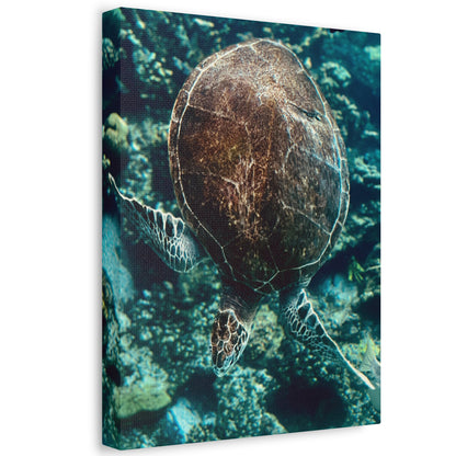 Turtle Print on Canvas on Stretched Canvas