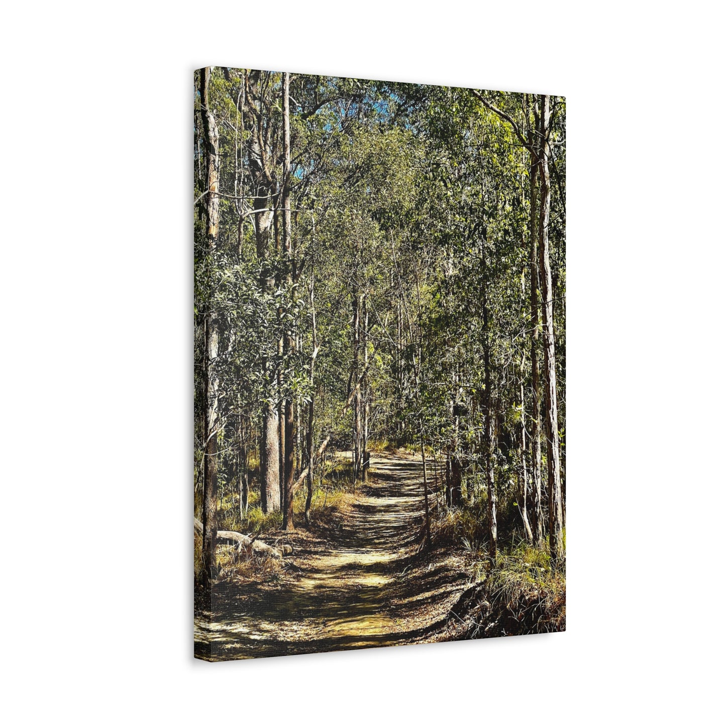 Forest Walk Print on Canvas on Stretched Canvas