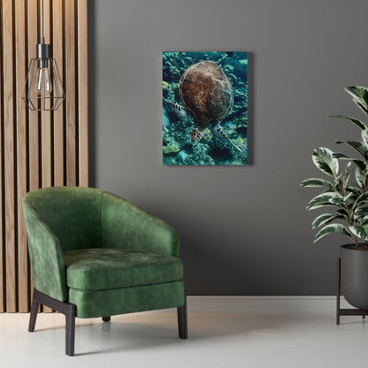 Turtle Print on Canvas on Stretched Canvas