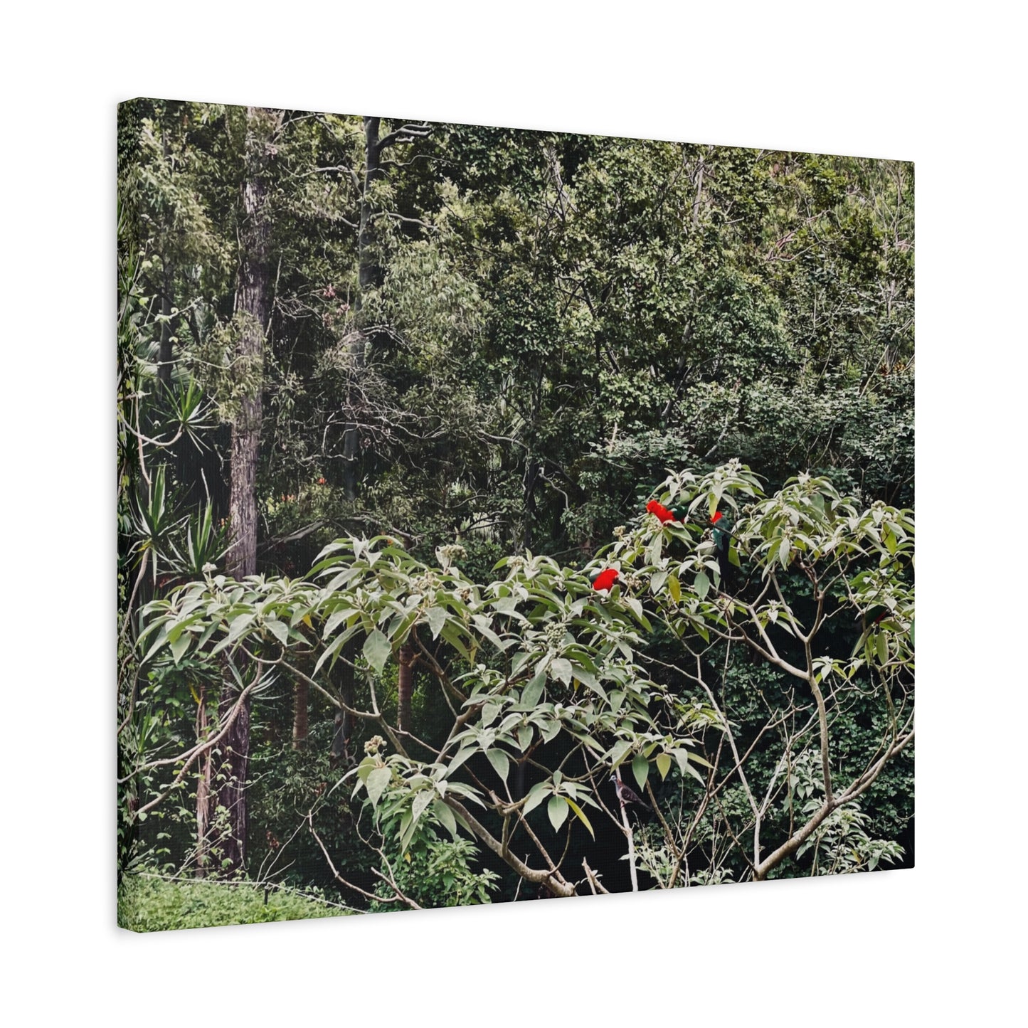 Forest Birds Mountains Prints on Canvas