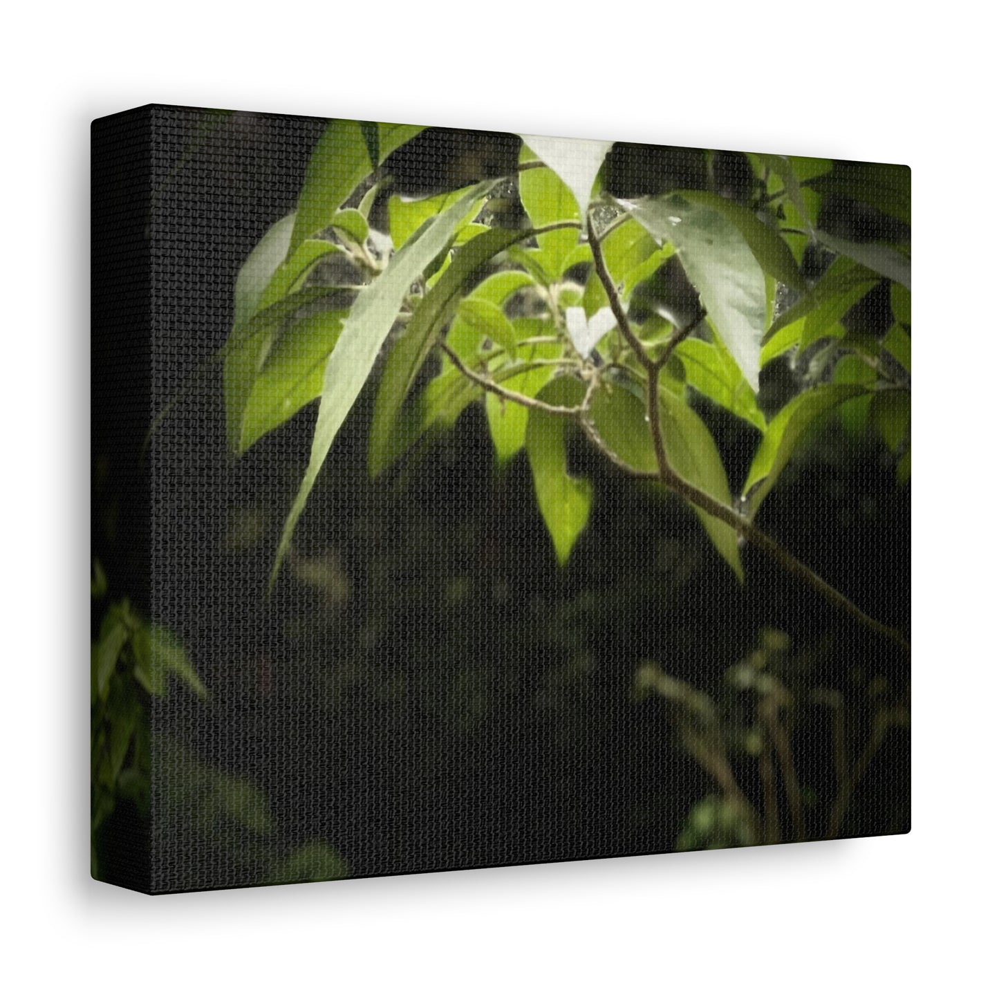 Storm Sunlight Print on Canvas on Stretched Canvas